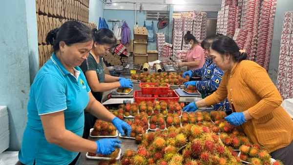 Hợp tác xã nông nghiệp Phú Phụng sản xuất chôm chôm đạt chuẩn OCOP 4 sao phục vụ xuất khẩu. 