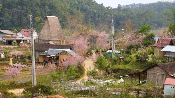 Tái hiện lễ hội đâm trâu của người Rơ Măm phục vụ du khách tham quan.