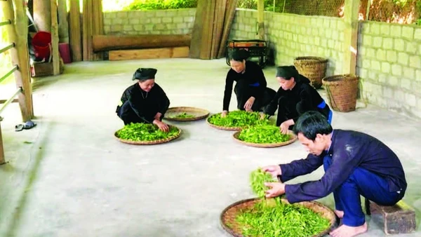 Thành viên Hợp tác xã Trồng và chế biến chè Thanh Thủy thực hiện quy trình sản xuất chè.