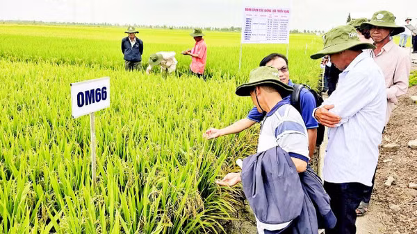 Nông dân tham quan ruộng thực nghiệm giống lúa triển vọng OM66.