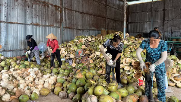 Phụ nữ vất vả mưu sinh bằng nghề lột dừa.