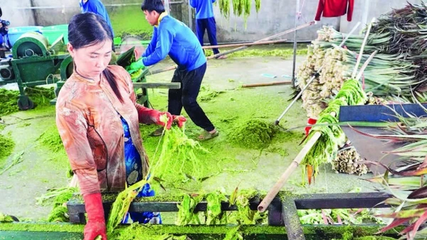 Lá khóm sau khi được làm dập sẽ đưa ra máy để ép, đánh sợi.