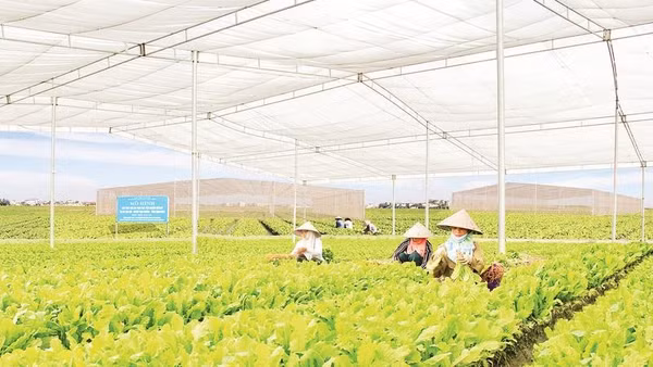 Mô hình sản xuất rau trong nhà lưới theo tiêu chuẩn VietGAP tại xã Hội Thịnh, tỉnh Phú Thọ.