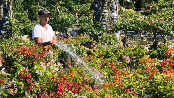 Nghệ nhân Nguyễn Văn Màu trồng hoa giấy bán trong dịp Tết.