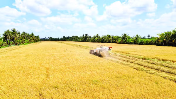 Cánh đồng lúa vàng óng ở ấp Kinh 8, xã Đá Bạc vào mùa thu hoạch rộ nhưng gặp lúc giá công gặt tăng cao theo đà tăng giá của nhiên liệu.