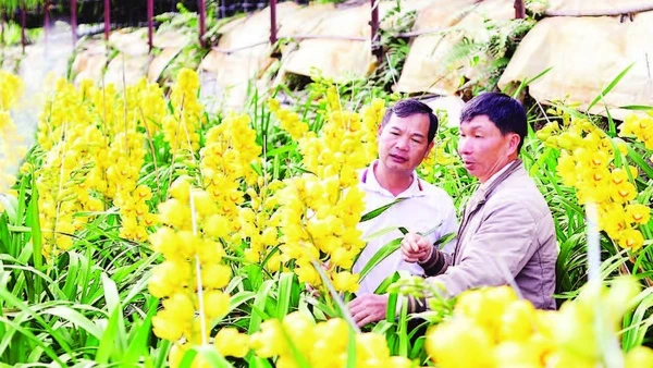 Nhà vườn tại Đà Lạt chủ động xử lý khi hoa địa lan phục vụ thị trường Tết Nguyên đán nở sớm.