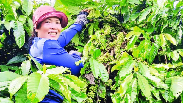 Nhờ áp dụng khoa học, kỹ thuật vào sản xuất, vườn cà-phê của gia đình chị Puih H’Ani đạt năng suất cao trong những năm qua.