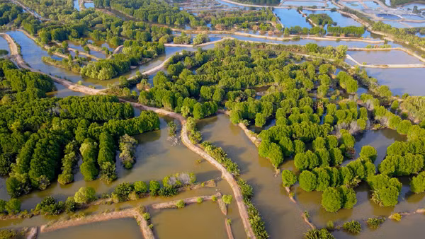 Hệ sinh thái rừng đước khoảng 50 năm tuổi ở xã Long Thành, tỉnh Vĩnh Long.