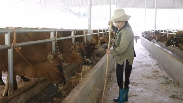 Chăm sóc bò nuôi tại trang trại của Hợp tác xã Giàng Tiến, xã Nghiên Loan. 