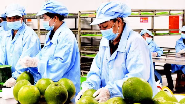 Xử lý bưởi trước khi xuất khẩu ở tỉnh Vĩnh Long.