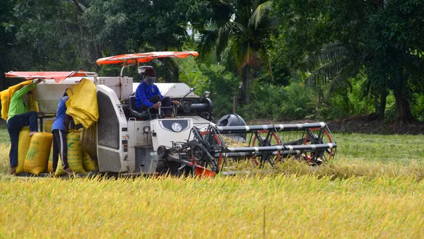 Cảnh tượng nhộn nhịp trên cánh đồng xã An Biên khi máy gặt đập liên hợp đang khẩn trương thu hoạch lúa chín vàng.
