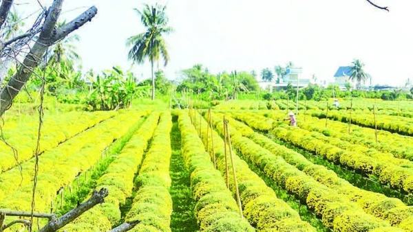 Nhiều ruộng cúc mâm xôi tại tỉnh Vĩnh Long đã trổ vàng rực dù chưa tới Tết.