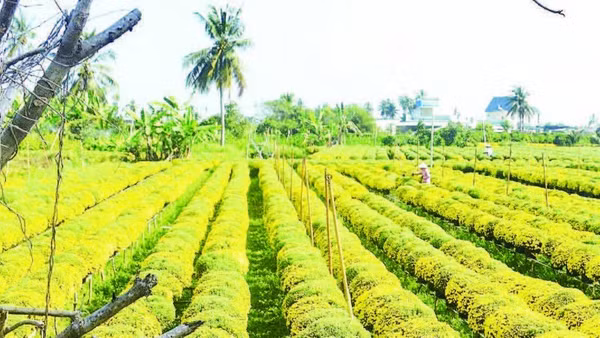 Nhiều ruộng cúc mâm xôi tại tỉnh Vĩnh Long đã trổ vàng rực dù chưa tới Tết.