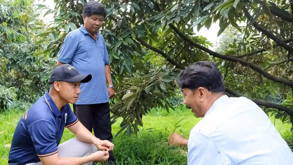 Phát triển cây sầu riêng theo hướng hữu cơ ở Đồng Nai.