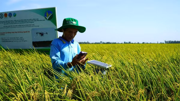 Trồng lúa từ Đề án phát triển bền vững một triệu héc-ta chuyên canh lúa chất lượng cao và phát thải thấp ở An Giang.