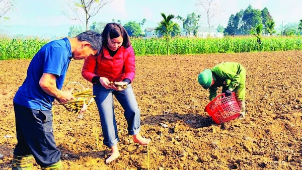 Chị Nga tham gia cùng nông dân trồng dâu tằm vụ mới.