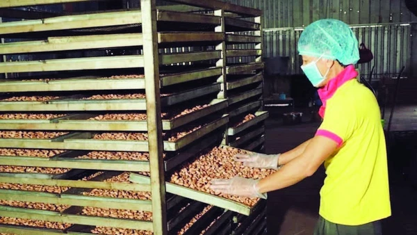 Chế biến hạt điều ở phường Phước Bình, tỉnh Đồng Nai.