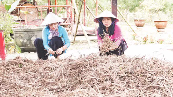 Hợp tác xã Nông nghiệp xanh Gò Nổi sẵn sàng nguồn nguyên liệu xanh tại địa phương.