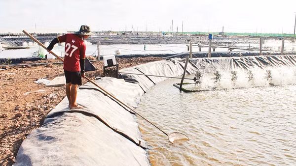 Chăm sóc tôm nuôi tại Hợp tác xã nuôi trồng thủy sản Vĩnh Tân.