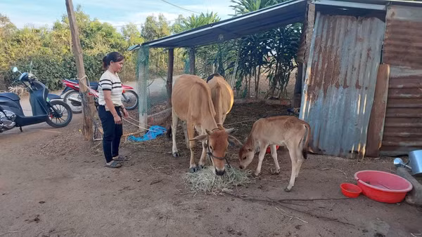 Sau hơn 3 tháng chăm sóc tốt, bò giống hỗ trợ gia đình chị Nét đã sinh bê con. 