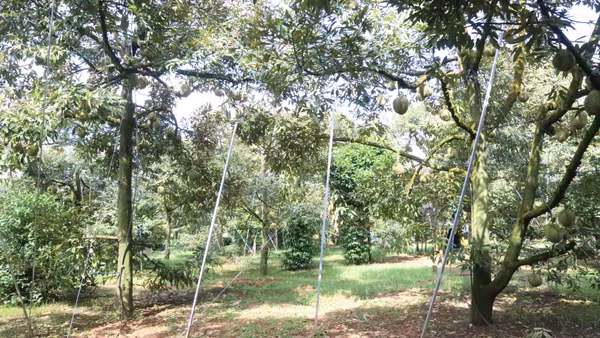 Đến nay, Đắk Lắk là địa phương có diện tích sầu riêng nhiều nhất cả nước với khoảng 45.000 ha.