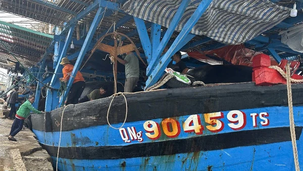 Tàu cá QNg 90459 TS cùng 36 ngư dân Quảng Ngãi bị nạn trên biển được tàu HQ 950 lai dắt vào cảng Ba Ngòi (Khánh Hòa) an toàn. 