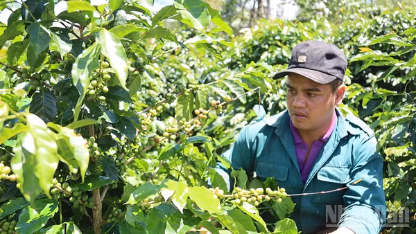 Phát triển nông nghiệp xứ lạnh đặc trưng là lợi thế khác biệt của các xã nằm trong khu vực Măng Đen.