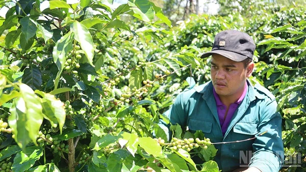 Phát triển nông nghiệp xứ lạnh đặc trưng là lợi thế khác biệt của các xã nằm trong khu vực Măng Đen.