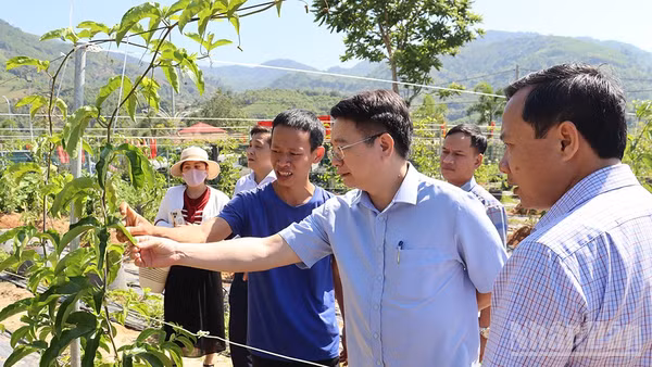 Chính sách hỗ trợ doanh nghiệp đầu tư vào nông nghiệp, nông thôn là đòn bẩy thiết yếu để Quảng Ngãi chuyển đổi nền nông nghiệp manh mún sang sản xuất hàng hóa quy mô lớn, ứng dụng công nghệ cao và phát triển bền vững.