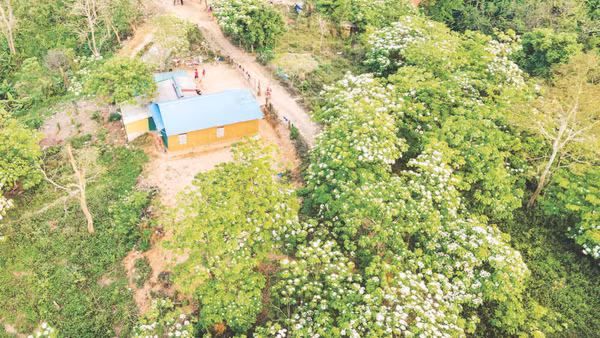 Cây trẩu trồng quanh vườn nhà người dân ở xã Hướng Phùng, tỉnh Quảng Trị đã ra hoa, kết trái cho thu hoạch.