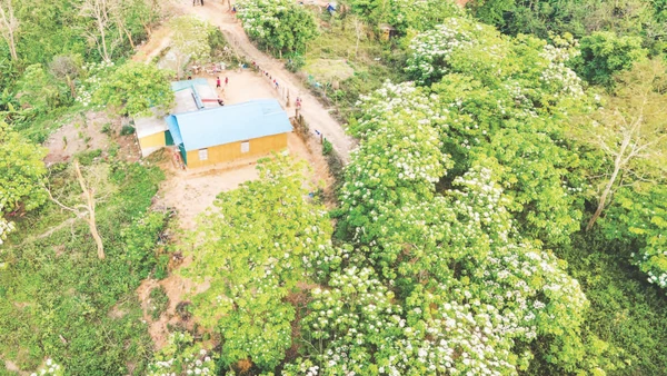 Cây trẩu trồng quanh vườn nhà người dân ở xã Hướng Phùng, tỉnh Quảng Trị đã ra hoa, kết trái cho thu hoạch.