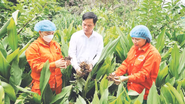 Cán bộ kỹ thuật Hợp tác xã Nông lâm nghiệp tổng hợp Ngọc Sơn kiểm tra chất lượng củ nghệ trước khi thu hoạch, chế biến.