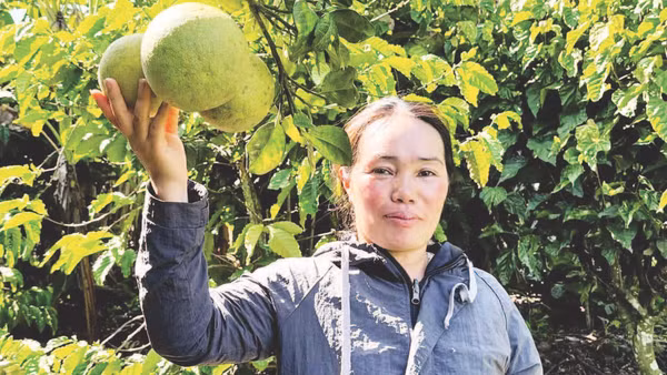 Chị Ka Hồng trong vườn bưởi da xanh của gia đình.