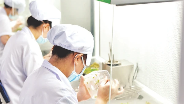 Sản xuất giống rau, hoa bằng phương pháp nuôi cấy mô tại một doanh nghiệp ở Lâm Đồng.