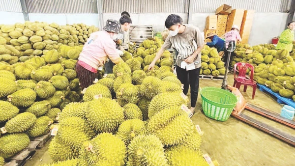 Kiểm tra chất lượng sầu riêng xuất khẩu.