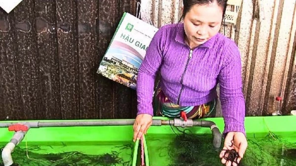 Khâu chọn giống cũng đóng vai trò quan trọng trong thành công của quá trình nuôi lươn không bùn.