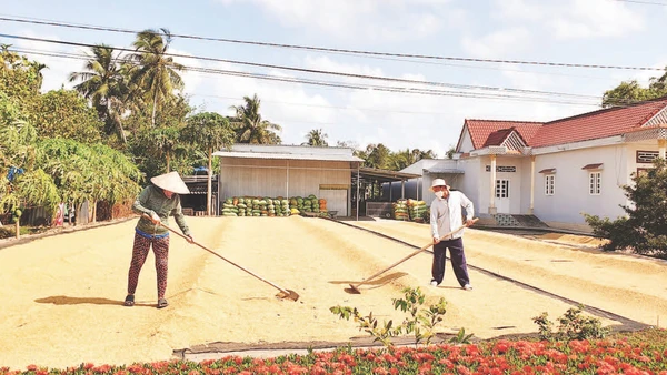 Mặc dù vẫn đang là mùa mưa, nhưng nông dân Cà Mau không chuẩn bị sẵn màng bạt đề phòng thời tiết bất lợi, ảnh hưởng đến chất lượng hạt lúa sau thu hoạch.