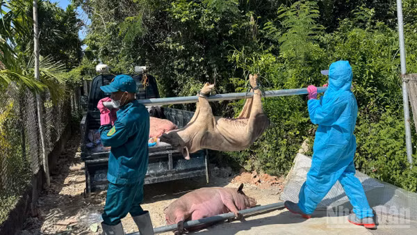 Dịch tả lợn châu Phi tiếp tục xảy ra trên địa bàn tỉnh Quảng Ngãi, gây thiệt hại cho người chăn nuôi.