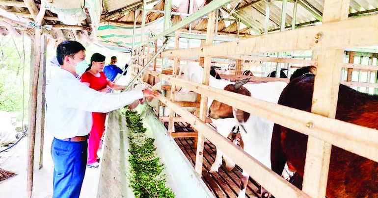 Nhờ nguồn vốn từ Quỹ Hỗ trợ nông dân, nhiều hộ gia đình đã xây dựng được mô hình phát triển kinh tế hiệu quả. (Ảnh HỒNG OANH) nho-nguon-von-tu-quy-ho-tro-nong-dan-nhieu-ho-gia-dinh-da-xay-dung.jpg