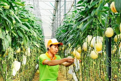 Chăm sóc vườn dưa lưới tại Lâm Đồng. Ảnh: NGUYỆT ANH