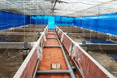 Ứng dụng ozone trong xử lý nước nuôi trồng thủy sản.