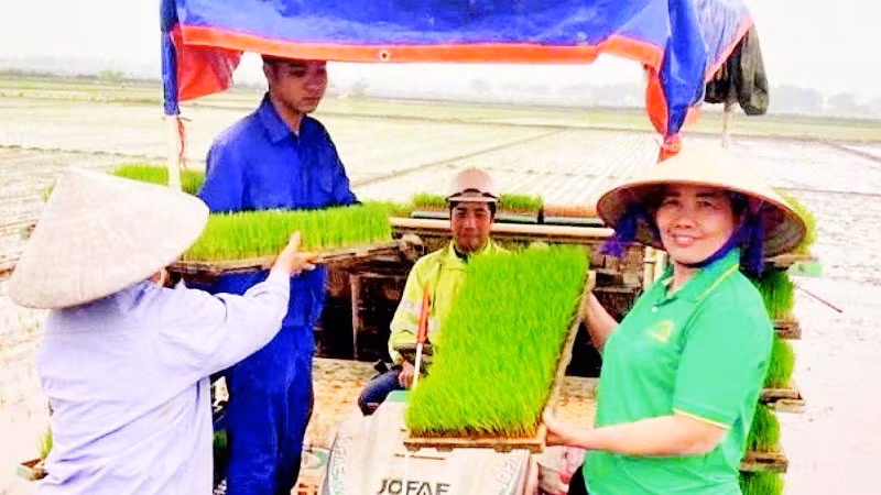 Gieo trồng lúa xuân bằng máy tại xã Phú Xuyên.