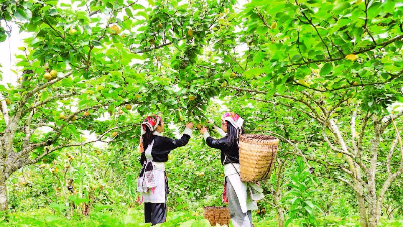 Người dân thu hoạch tại vườn lê xã Mường Hum.