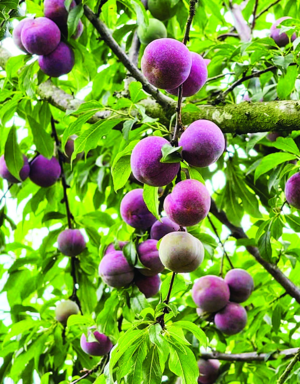 5- Những trái mận hậu vào mùa. 5.jpg