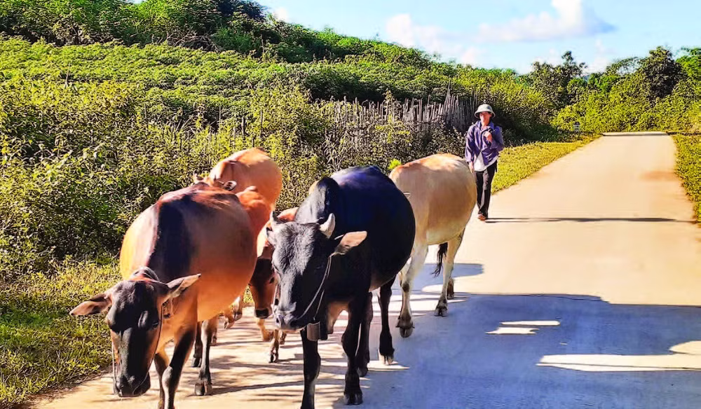 Người dân xã Phình Giàng, huyện Điện Biên Đông đưa trâu về chuồng trại gần nhà.