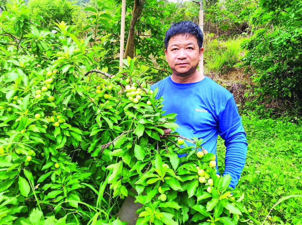 Người dân ở thôn Sơn Hồng, Gia Cát, Cao Lộc (Lạng Sơn) thu hái mận cơm chín sớm.