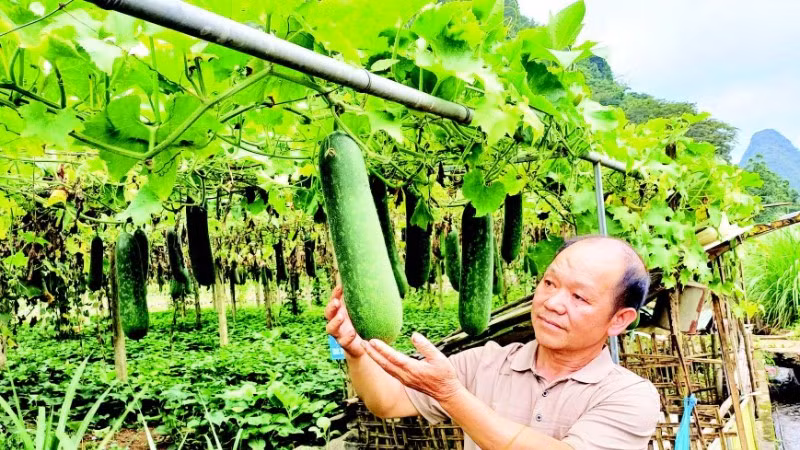 Vườn bí xanh của ông Phùng Văn Chì, xóm Quốc Tuấn, xã Quảng Uyên, tỉnh Cao Bằng cho hiệu quả kinh tế cao.