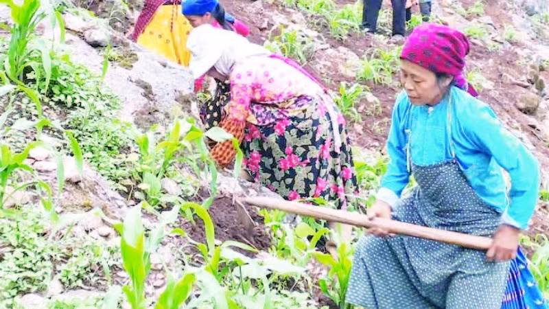 Người dân trên Cao nguyên đá Đồng Văn làm đất để trồng ngô chính vụ.