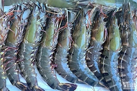 Ngành tôm Indonesia chao đảo vì sự cố nhiễm phóng xạ. (Ảnh minh họa)