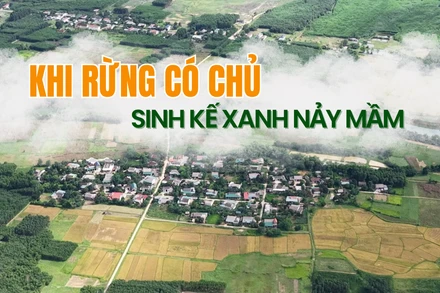 Khi rừng có chủ - Sinh kế xanh nảy mầm